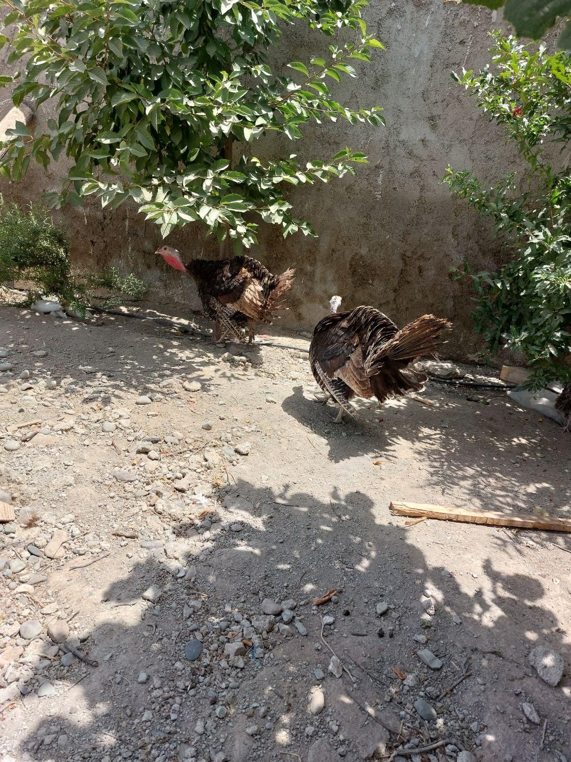 بوقلمون|حیوانات مزرعه|هشتگرد, هشتگرد قدیم|دیوار