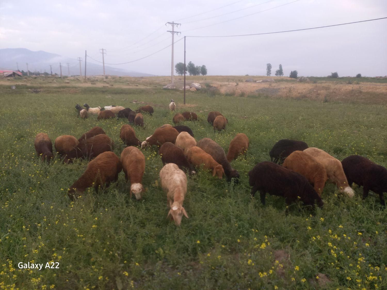 بره نر گوشتی|حیوانات مزرعه|نیر (اردبیل), |دیوار