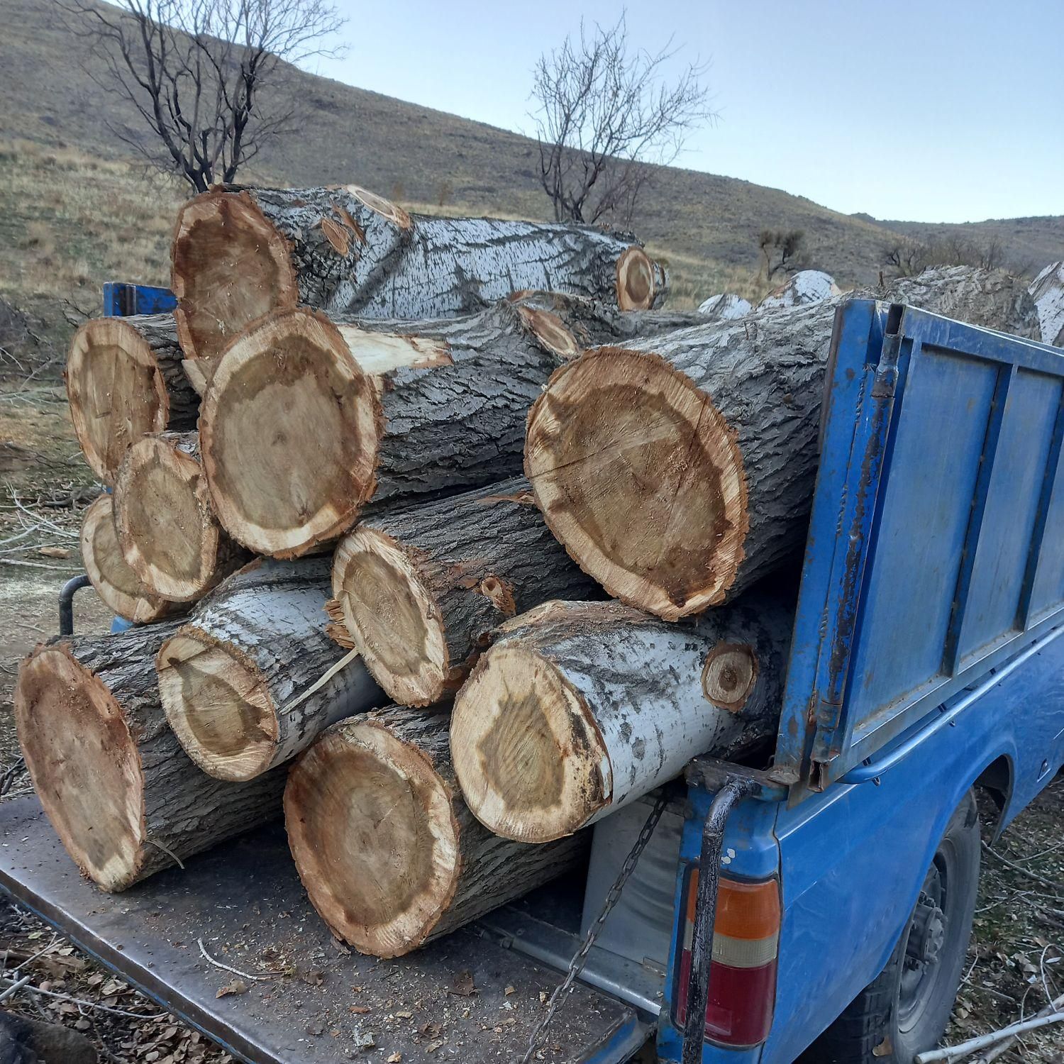 خریدانواع چوب ودرخت|خدمات باغبانی و درختکاری|همدان, |دیوار