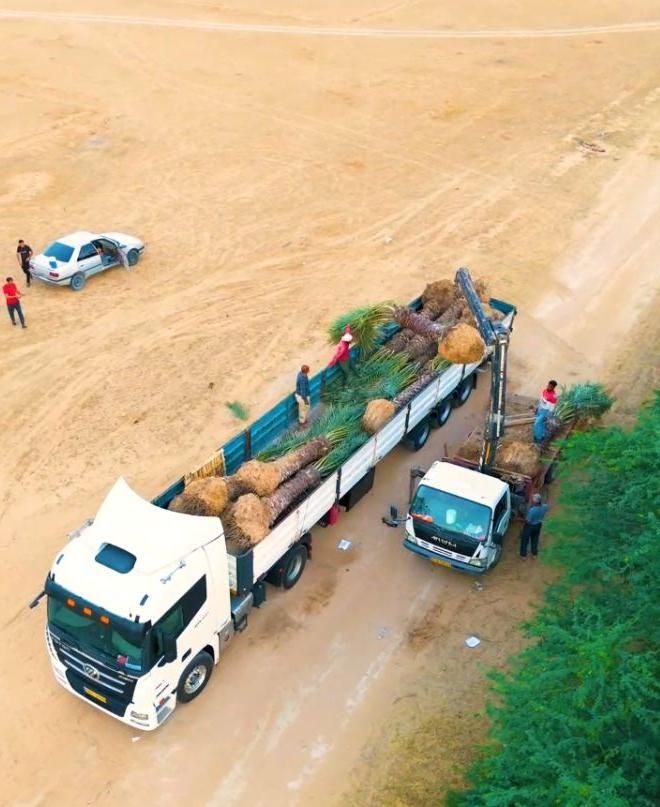 خریدار نخل با ریشه|خدمات باغبانی و درختکاری|برازجان, |دیوار