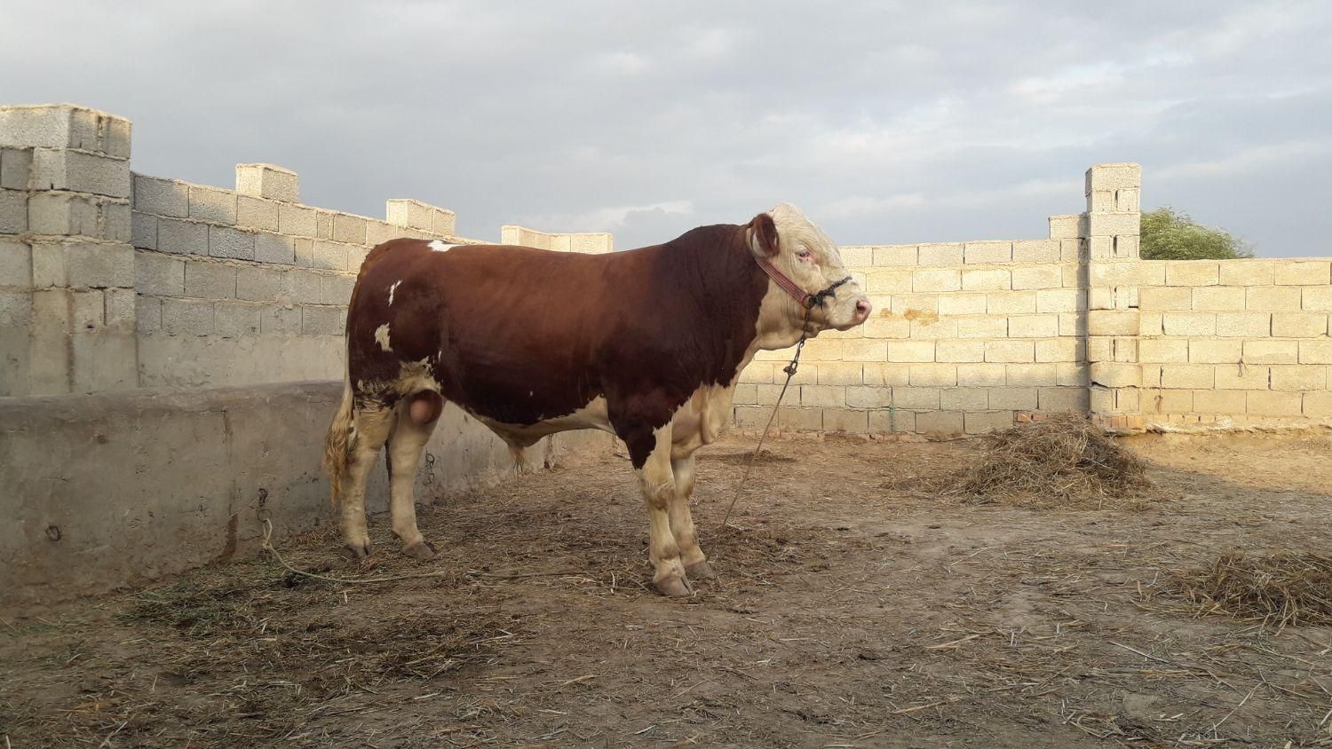 تلقیح مصنوعی گاو و دامپزشکی|خدمات پیشه و مهارت|گنبد کاووس, |دیوار