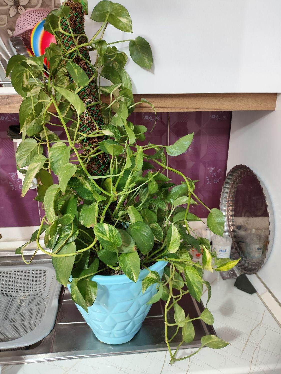 پتوس سرحال|گل و گیاه طبیعی|رباط‌کریم, رباط‌کریم|دیوار