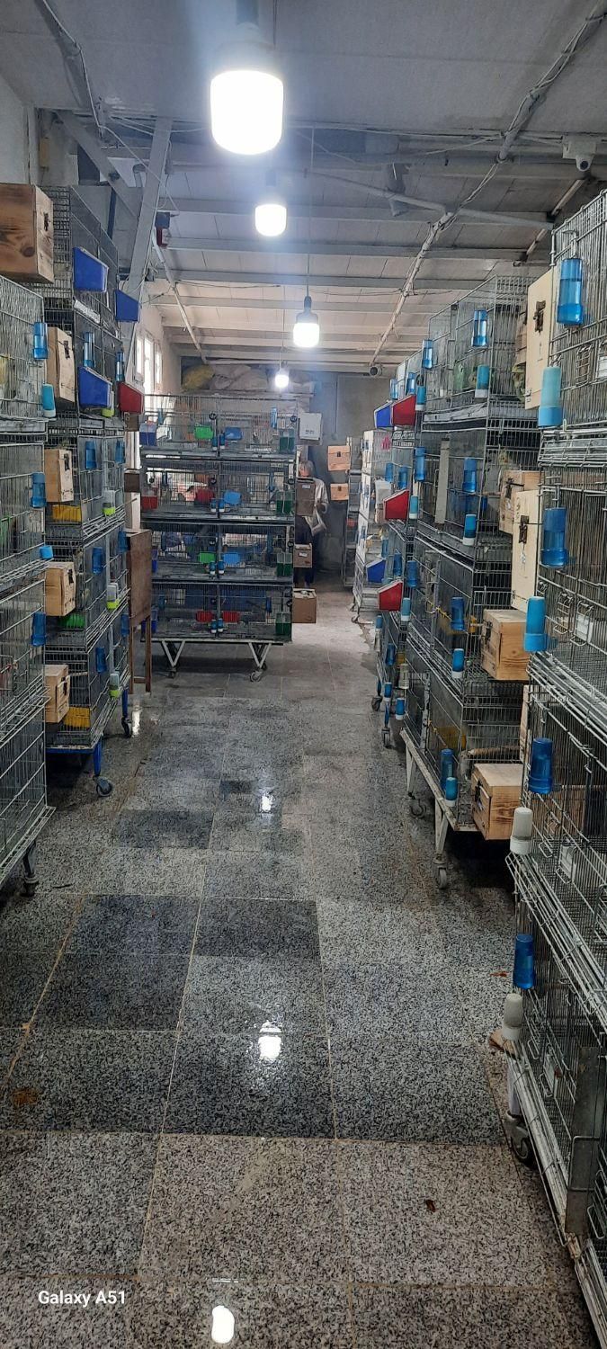 عروس جفتی وقناری وملنگو بفروش میرسد|پرنده|اقبالیه, |دیوار