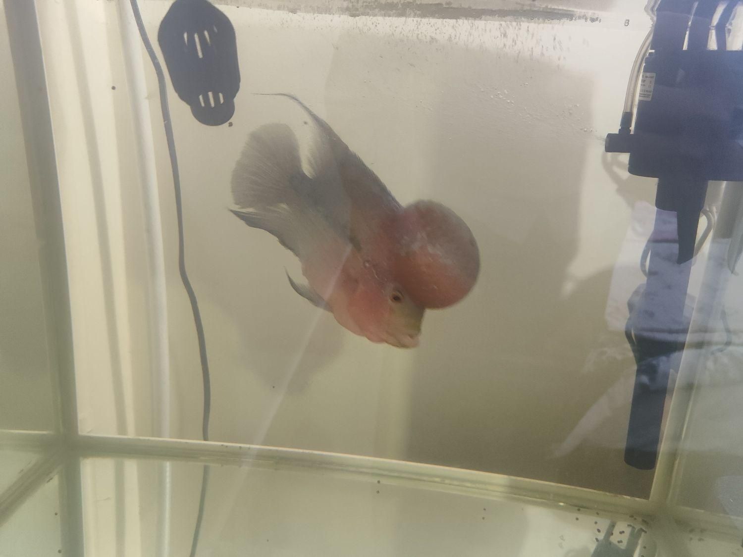 ماهی فلاور هورن اصل|ماهی|شهرکرد, |دیوار