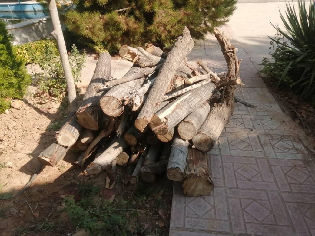 هرس وبرش درخت با اره برقی خرید چوب|خدمات باغبانی و درختکاری|شیراز, شهرک گلستان|دیوار