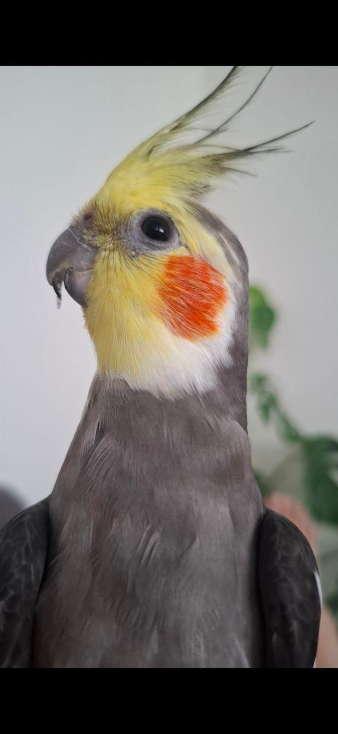 عروس هلندی گم شده|حیوانات|پردیس, فاز ۱|دیوار