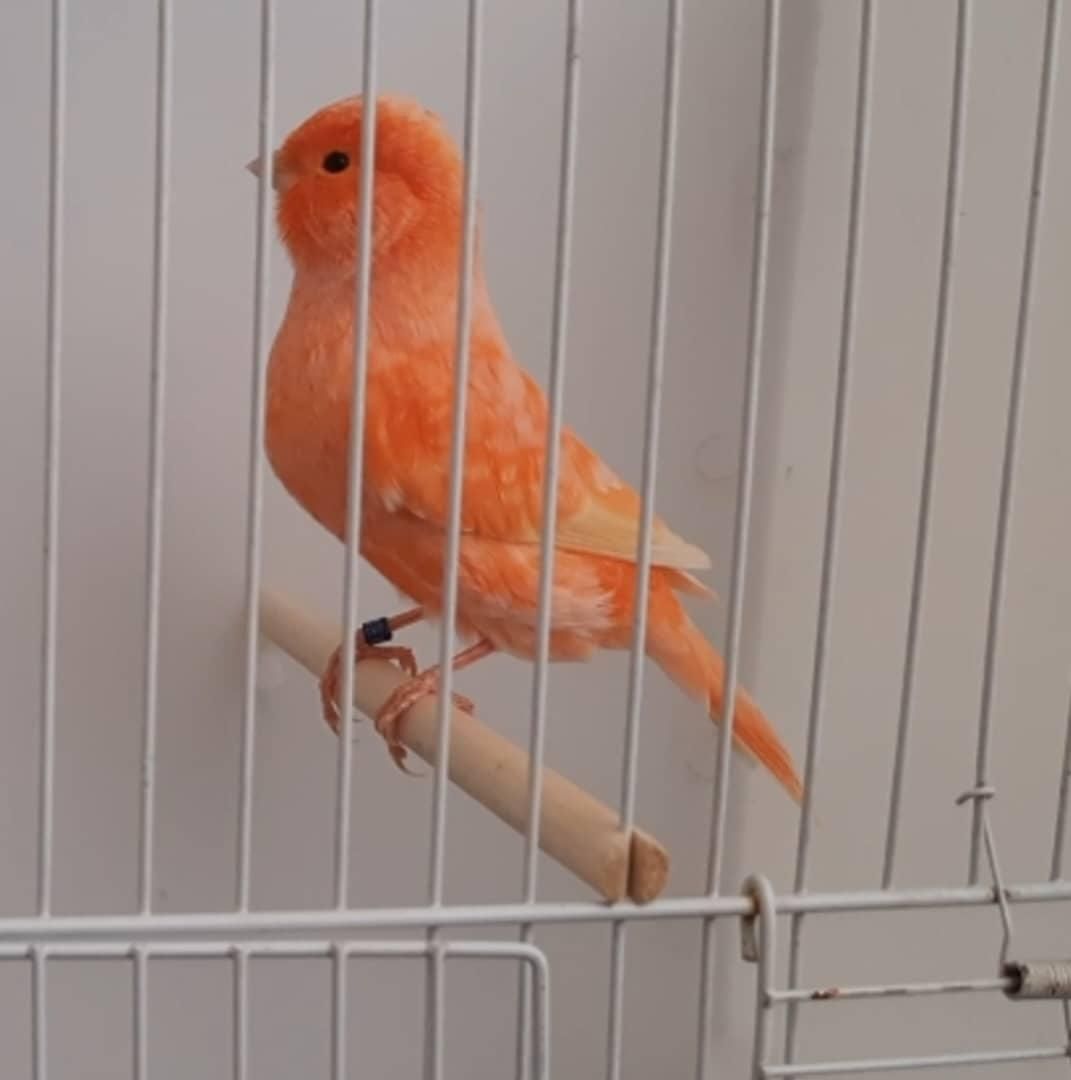 قناری رسمی بلند موزاییکی سرخ رد فاکتور|پرنده|تهران, بهارستان|دیوار