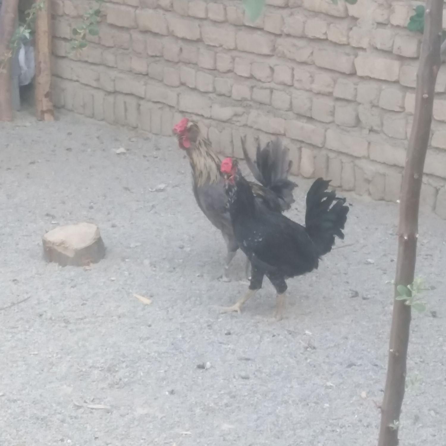 خوروس|حیوانات مزرعه|شیروان (خراسان), |دیوار