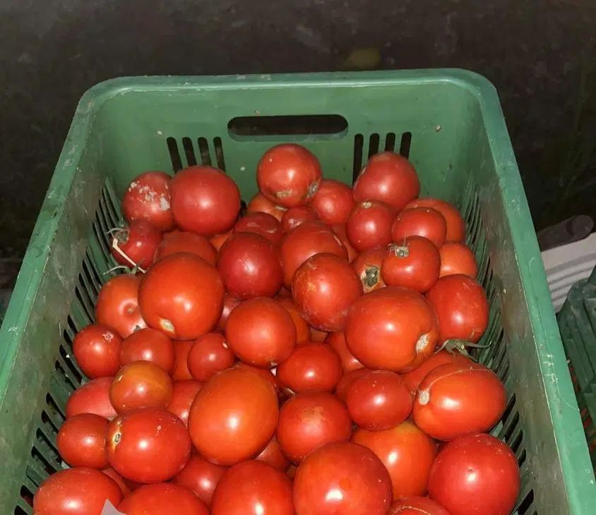 گوجه ربی منطقه چهاردولی کیفیت قشنگ تحویل|خوردنی و آشامیدنی|اسدآباد, |دیوار