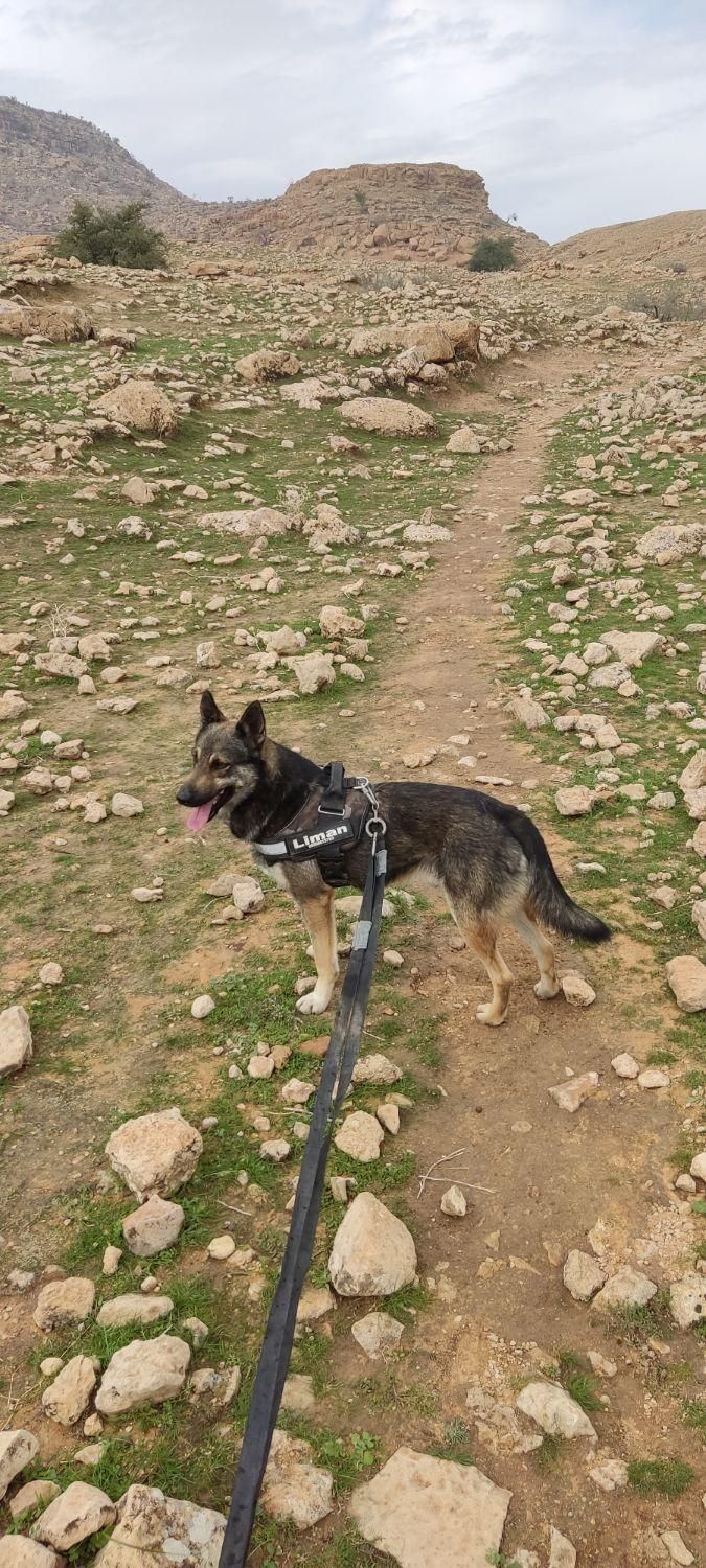 سگ گمشده|حیوانات|دوگنبدان, |دیوار