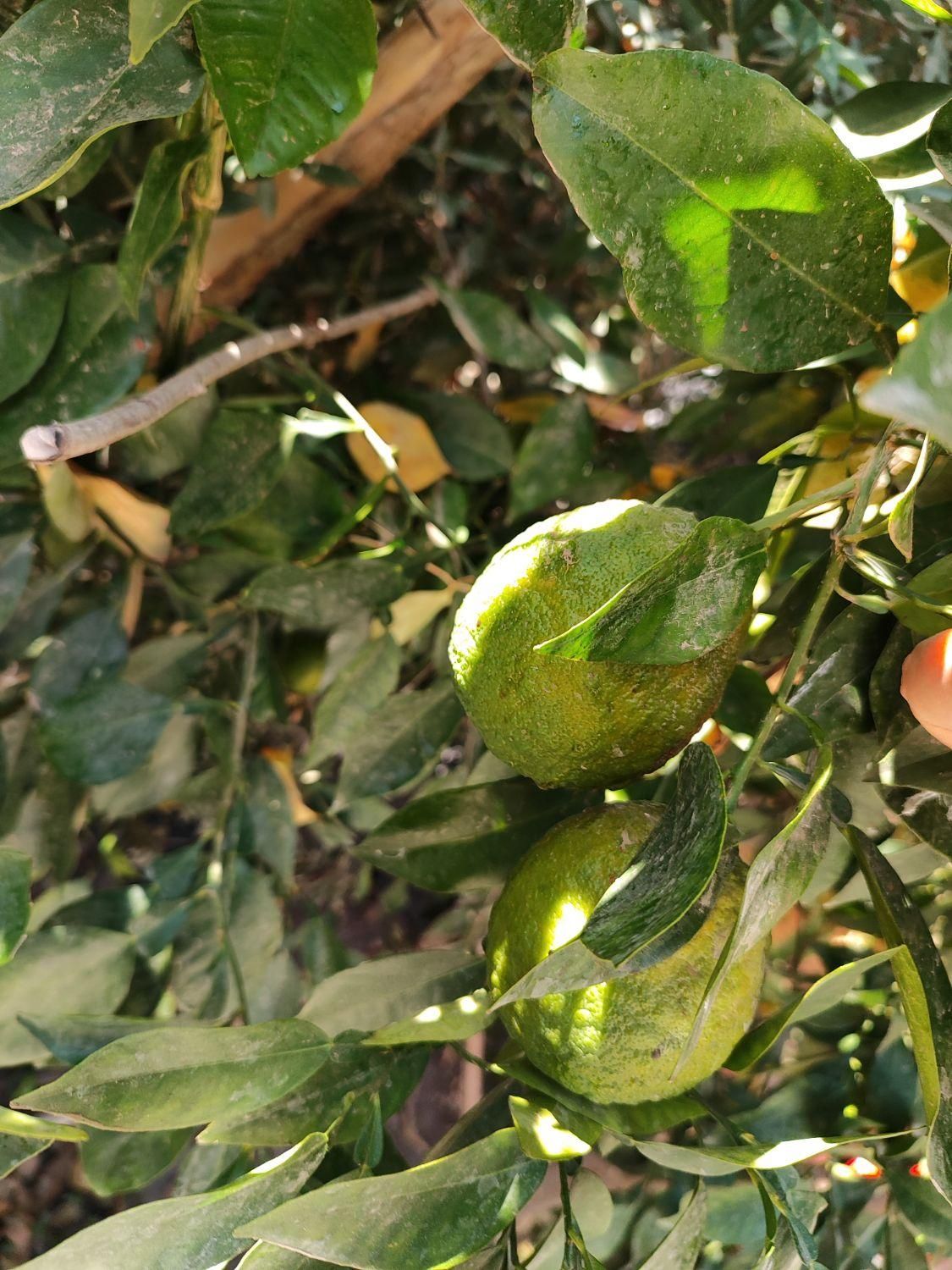 درخت نارنج و نارنگی و پرتقال|خدمات باغبانی و درختکاری|لنجان, |دیوار