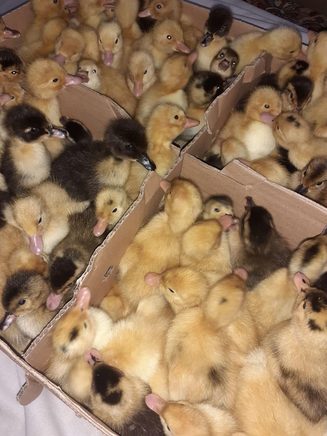 جوجه اردک یک روزه پکنی( ورامینی) اصلاح نژاد شده|حیوانات مزرعه|ساری, |دیوار