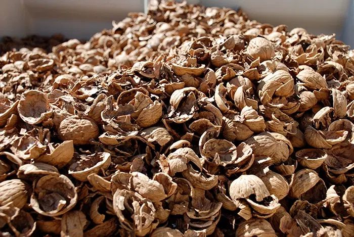 خریدار پوست گردو و بادام|خدمات باغبانی و درختکاری|اصفهان, فروردین|دیوار