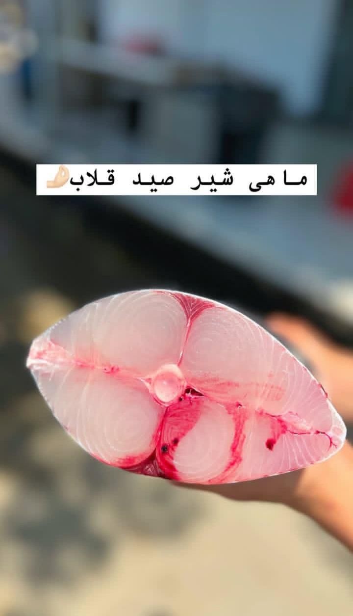 فقط مشتری پیام بده|ماهی|بندر ماهشهر, |دیوار
