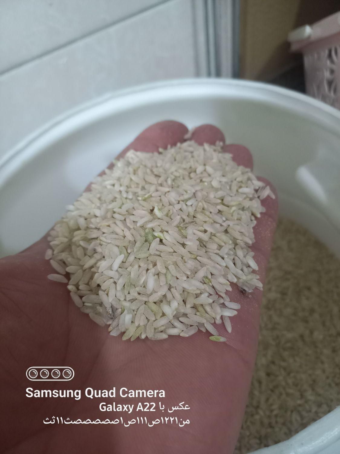 برنج چمپا کامفیروز|خوردنی و آشامیدنی|اردکان, |دیوار