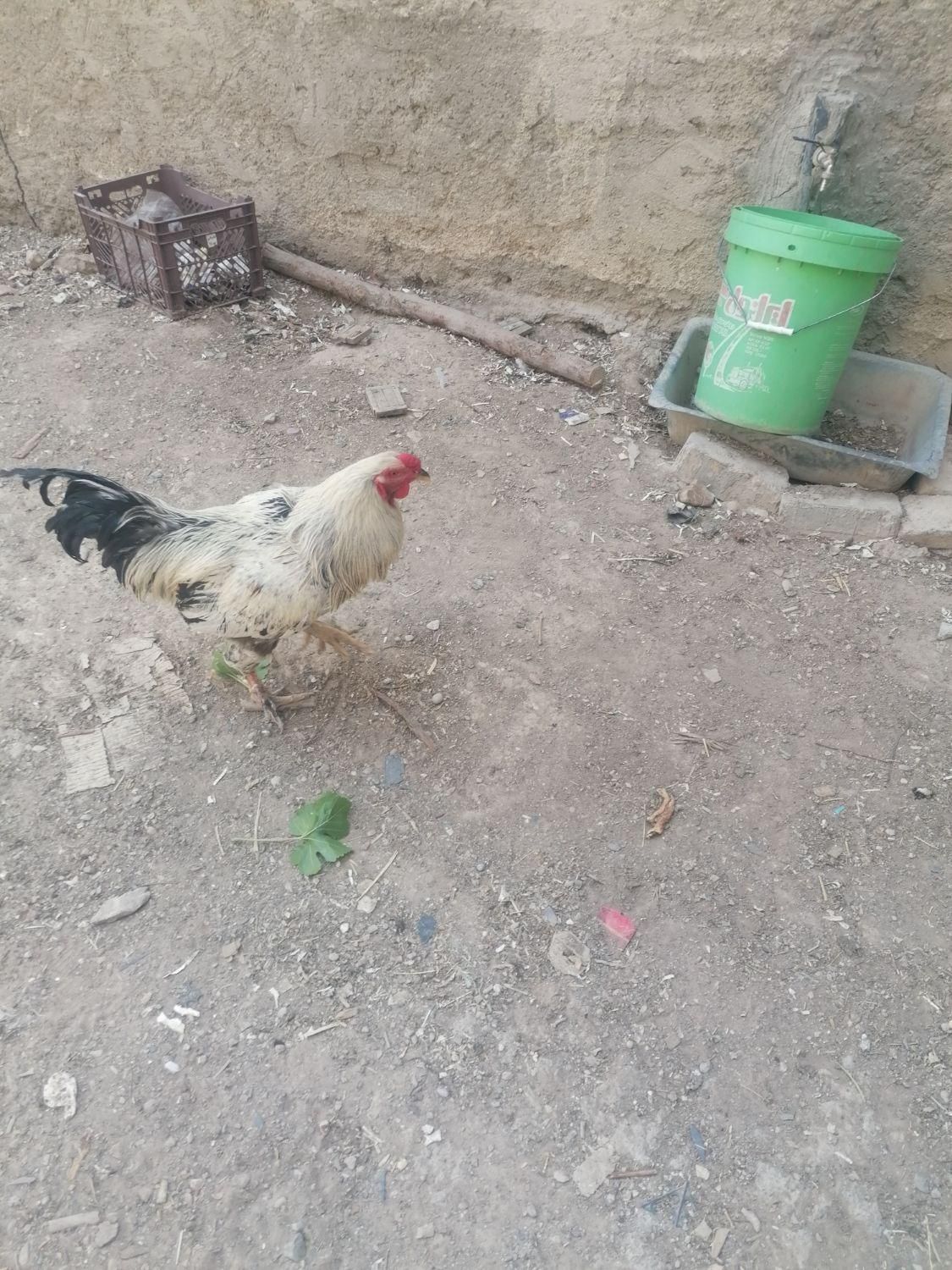 خوروس لاری|پرنده|اصفهان, کارلادان|دیوار