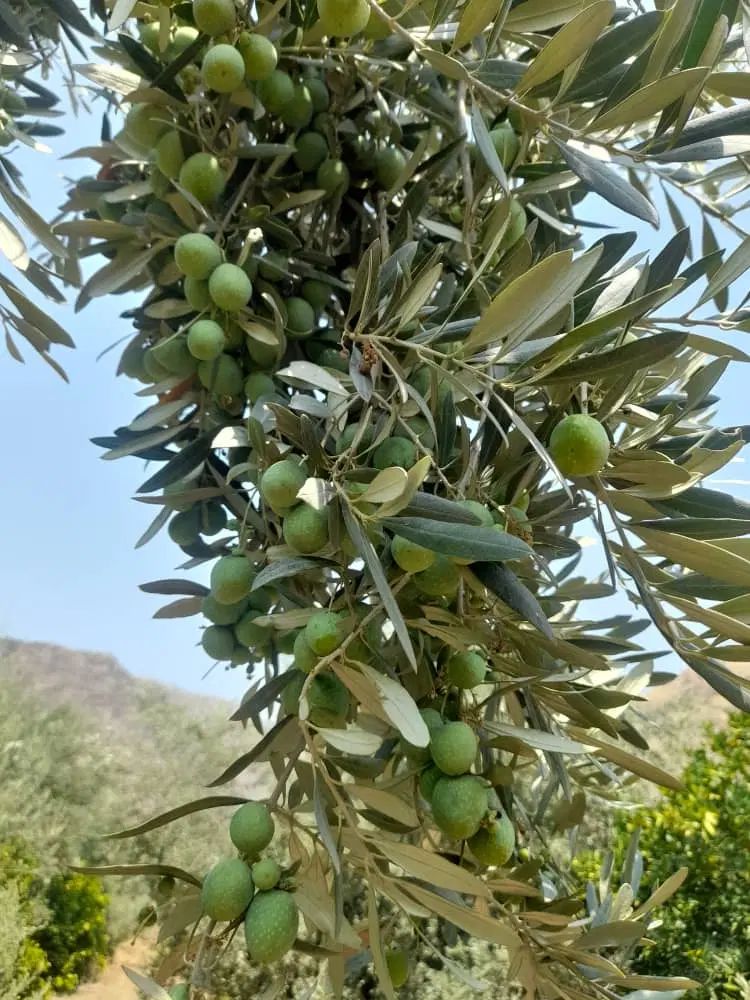 کارگر ساده|استخدام صنعتی، فنی، مهندسی|کرج, مصباح|دیوار