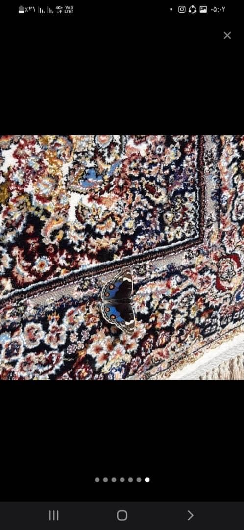 قالیشویی مکانیزه (پاکیزه)|خدمات نظافت|زاهدان, |دیوار