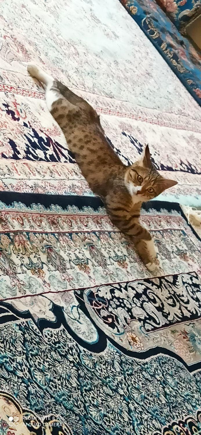 واگذاری گربه ماده|گربه|سیرجان, |دیوار