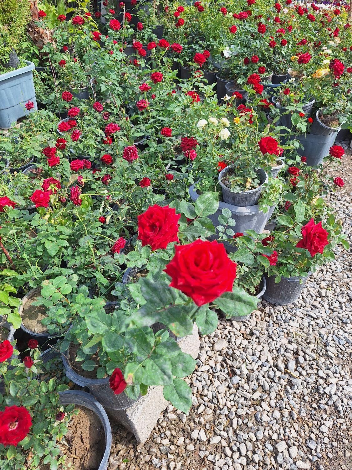 گل رز قرمز باغی باغچه ایی و گلدانی|خدمات باغبانی و درختکاری|لنجان, |دیوار