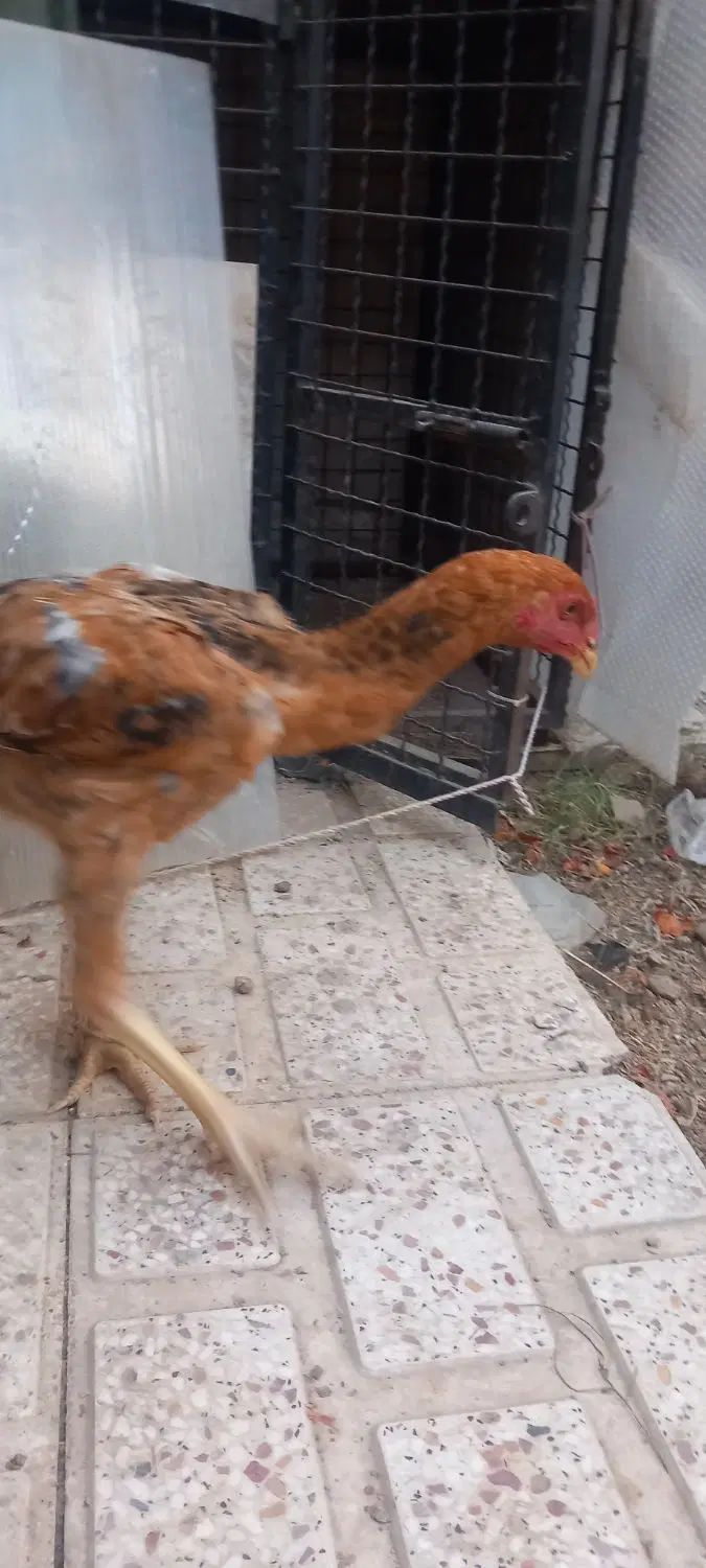 جوجه خروس چهارماهه نژاد اصیل لاری تالشی|حیوانات مزرعه|نظرآباد, شهرک فرهنگیان|دیوار