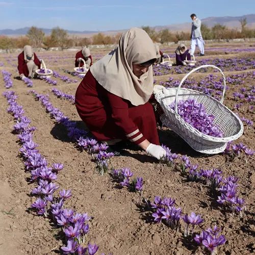 جمع کردن گوجه خیار .وغیره انجام میدیم تعداد بالایم|خدمات باغبانی و درختکاری|قوچان, |دیوار