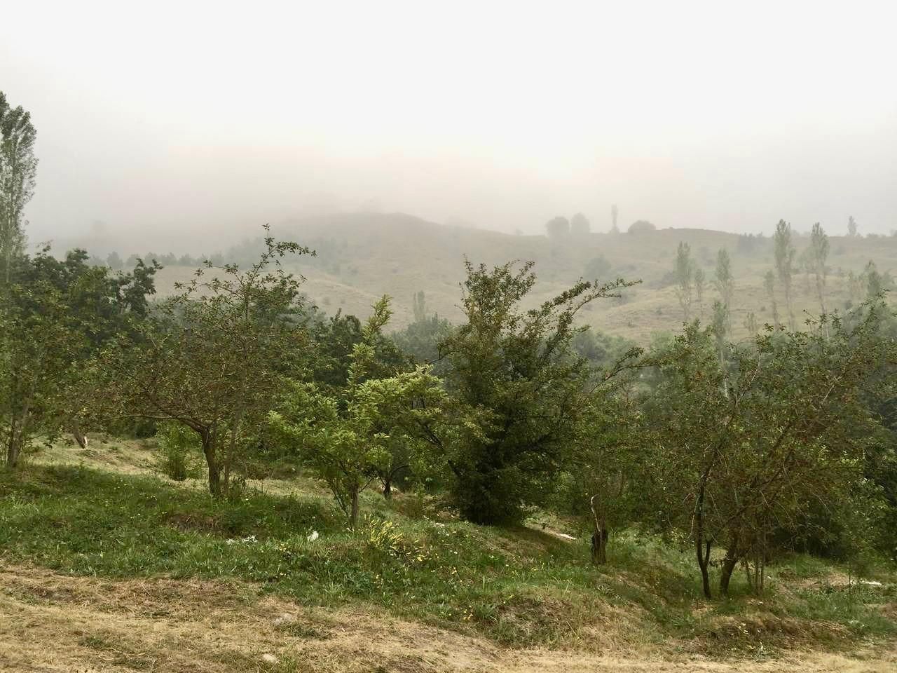 کوه بهرستاق نوسر زمین باغی متری ۲میلیون|فروش دفتر صنعتی، کشاورزی، تجاری|آمل, |دیوار