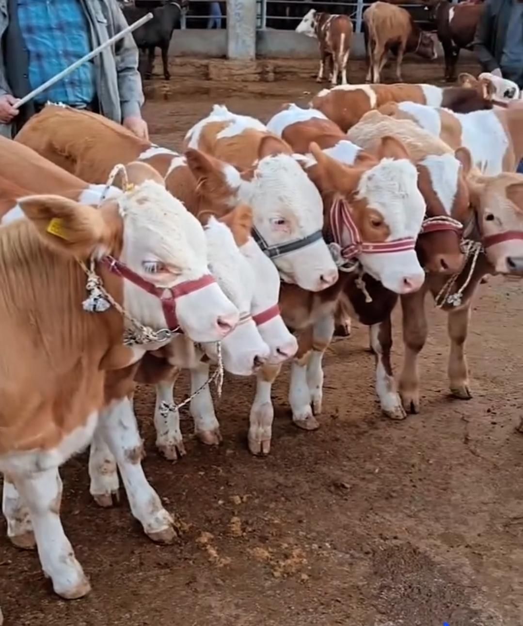 برای قیمت انواع گوساله سبک‌‌‌فقط تماس بگیرد|حیوانات مزرعه|بندر ترکمن, |دیوار