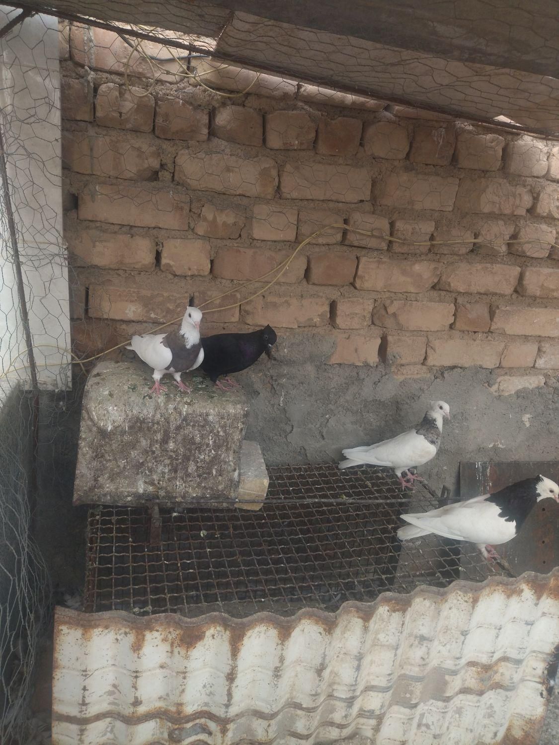 کبوتر رنگی|پرنده|مرودشت, بیست متری بیمارستان|دیوار