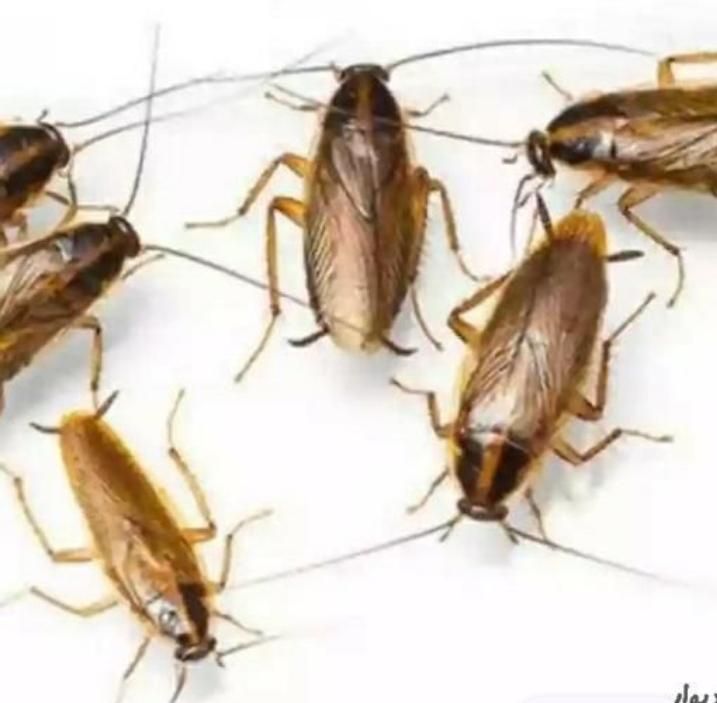 سمپاشی منزل،کارگاه،رستوران،ادارات|خدمات نظافت|دوگنبدان, |دیوار