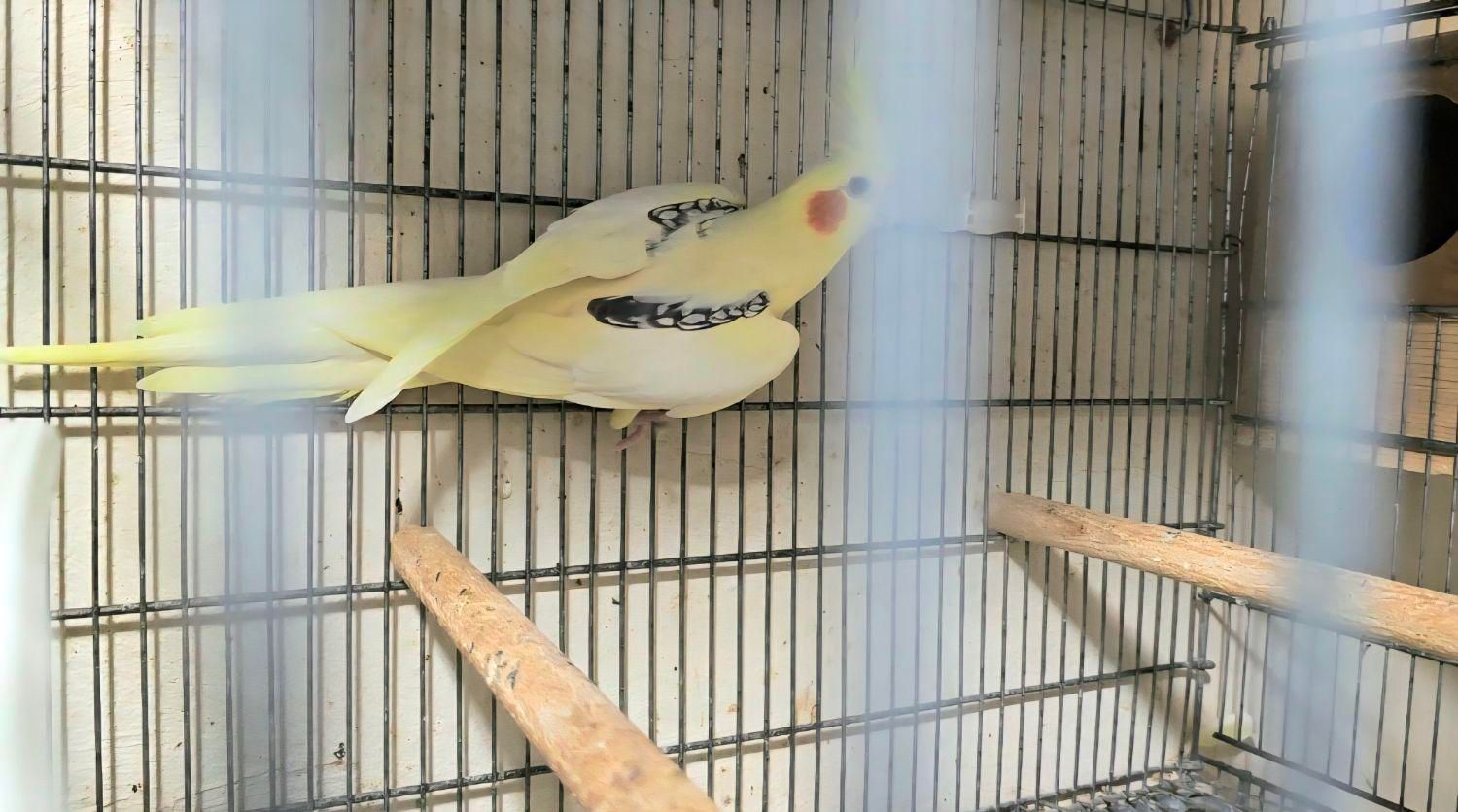 طوطی عروس دوکت از نژادهای خاص و فوق‌العاده زیبا|پرنده|ساری, |دیوار