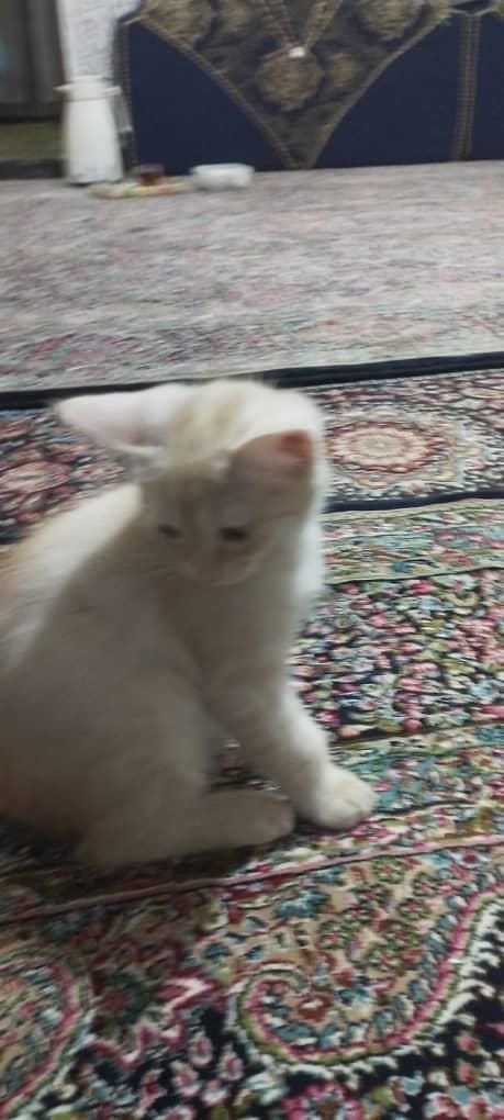 بچه گربه ماده|گربه|زاهدان, |دیوار