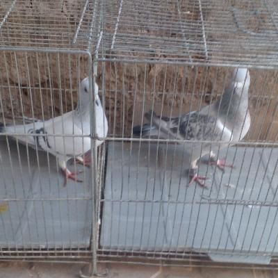 کفتر اسطوره|پرنده|کرمان, |دیوار