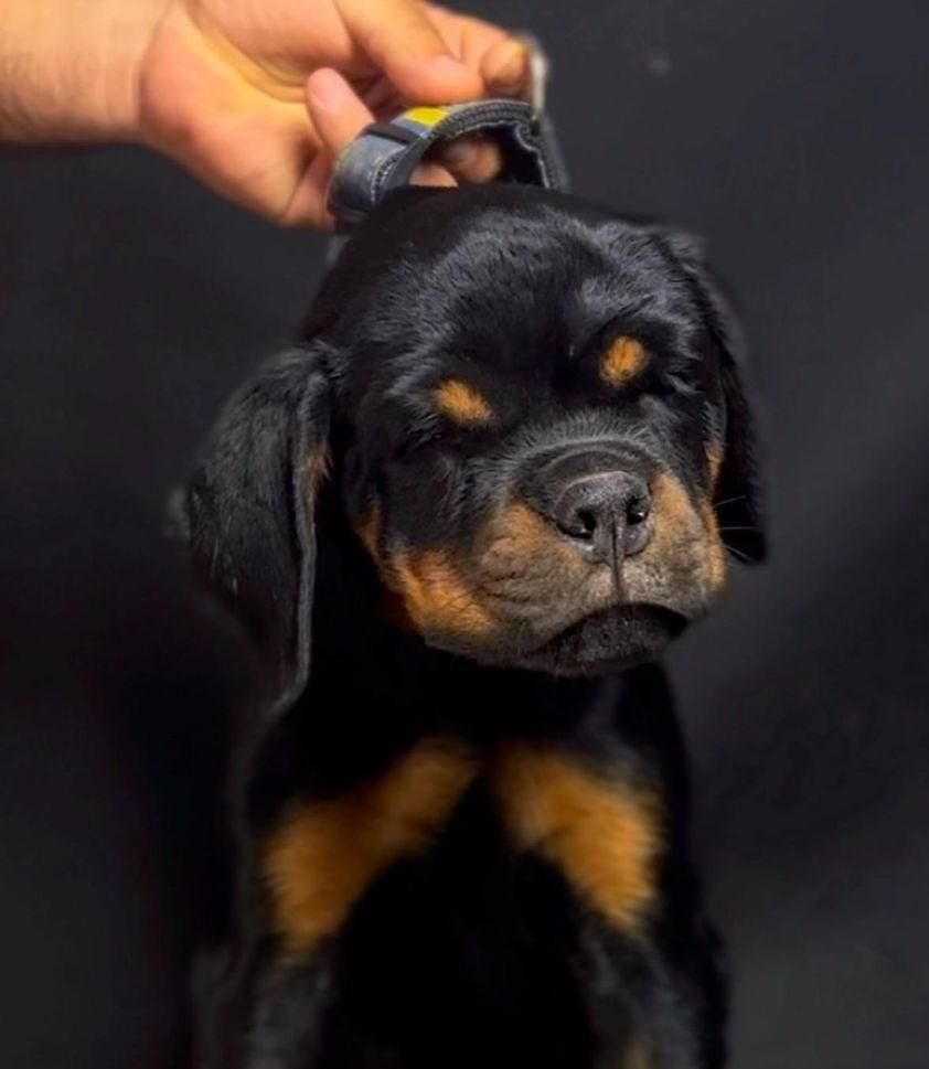 توله روتوایلر|سگ|تهران, تهرانپارس شرقی|دیوار