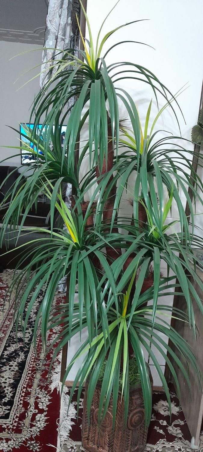 نخل مصنوعی|گل مصنوعی|قهدریجان, |دیوار