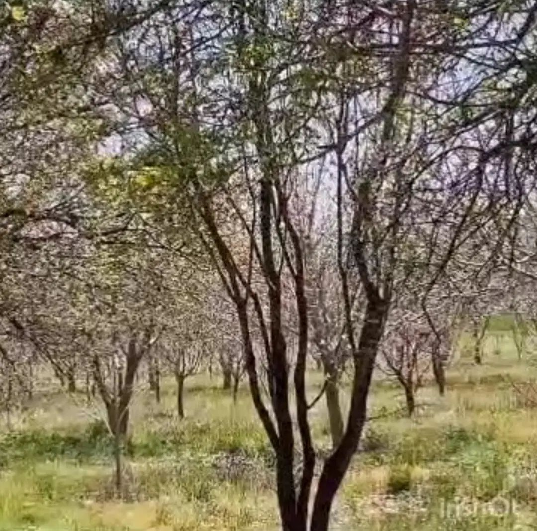 باغشهری ۱۰۰۰متری ،سیخ دارنگون مجموعه شخصی|فروش زمین و ملک کلنگی|شیراز, جانبازان|دیوار
