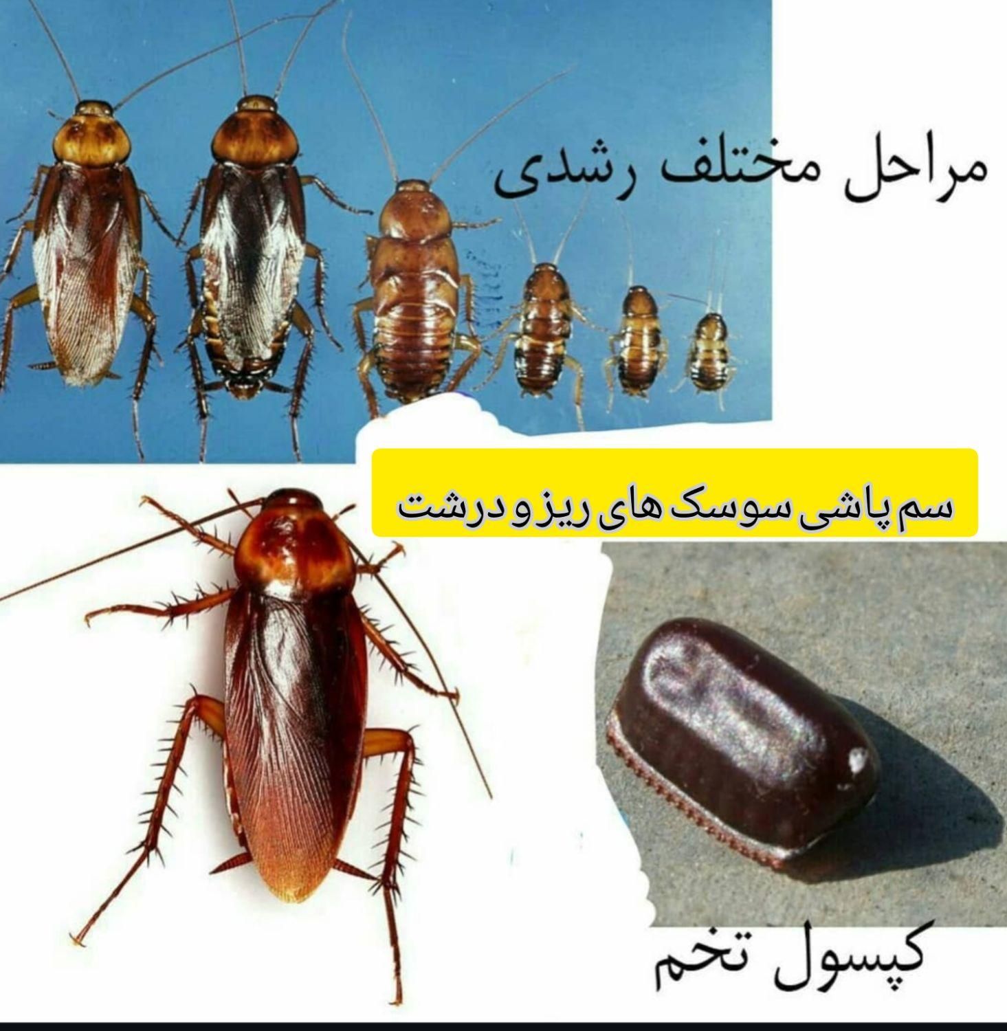 سم پاشی تخصصی و تضمینی منازل با مجوز و ضمانت|خدمات نظافت|تهران, صادقیه|دیوار