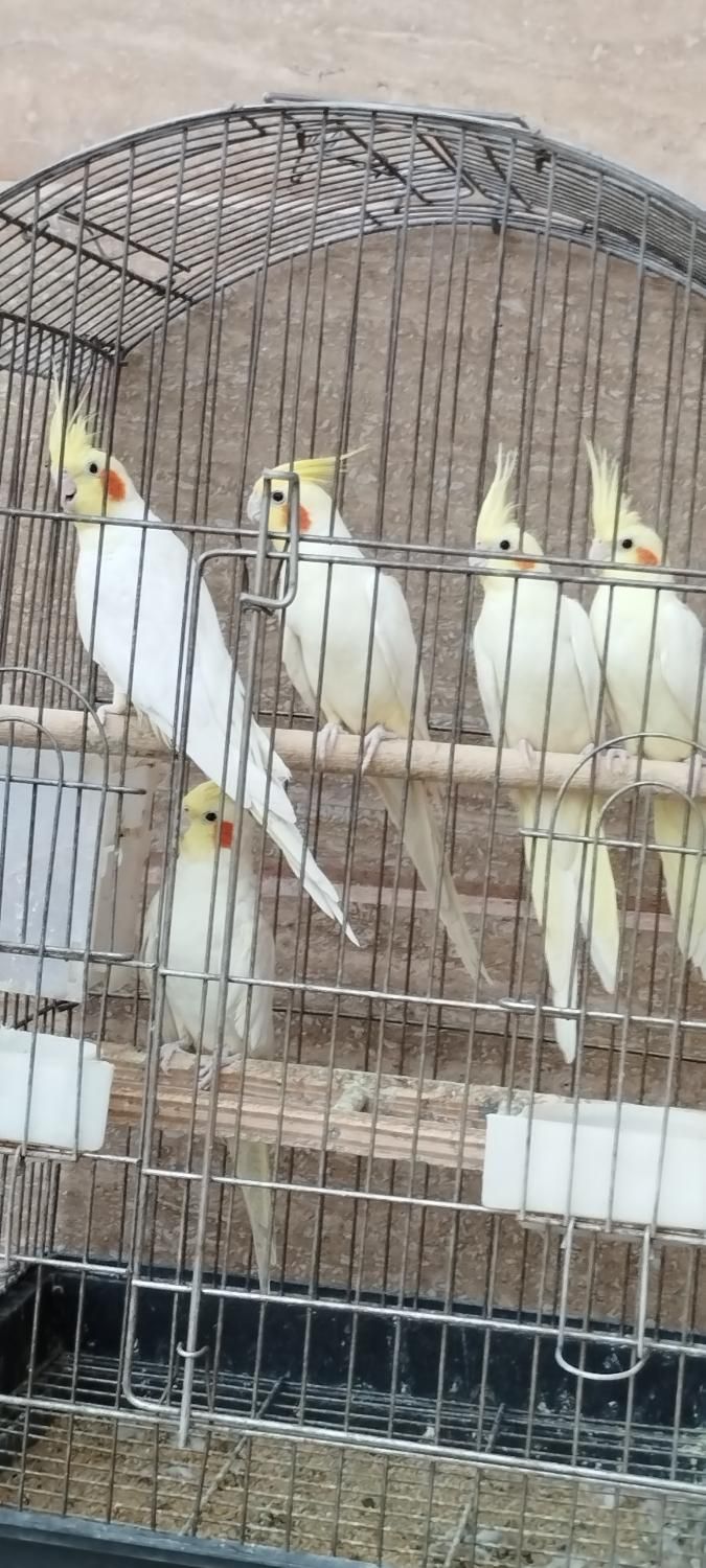 فروش عروس هلندی سالم|پرنده|تربت‌حیدریه, آبشار|دیوار