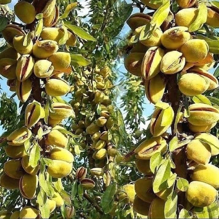 نهال بادام گردو اصلاح شده پیوندیی دیرگل خوشه ای|خدمات باغبانی و درختکاری|قزوین, |دیوار