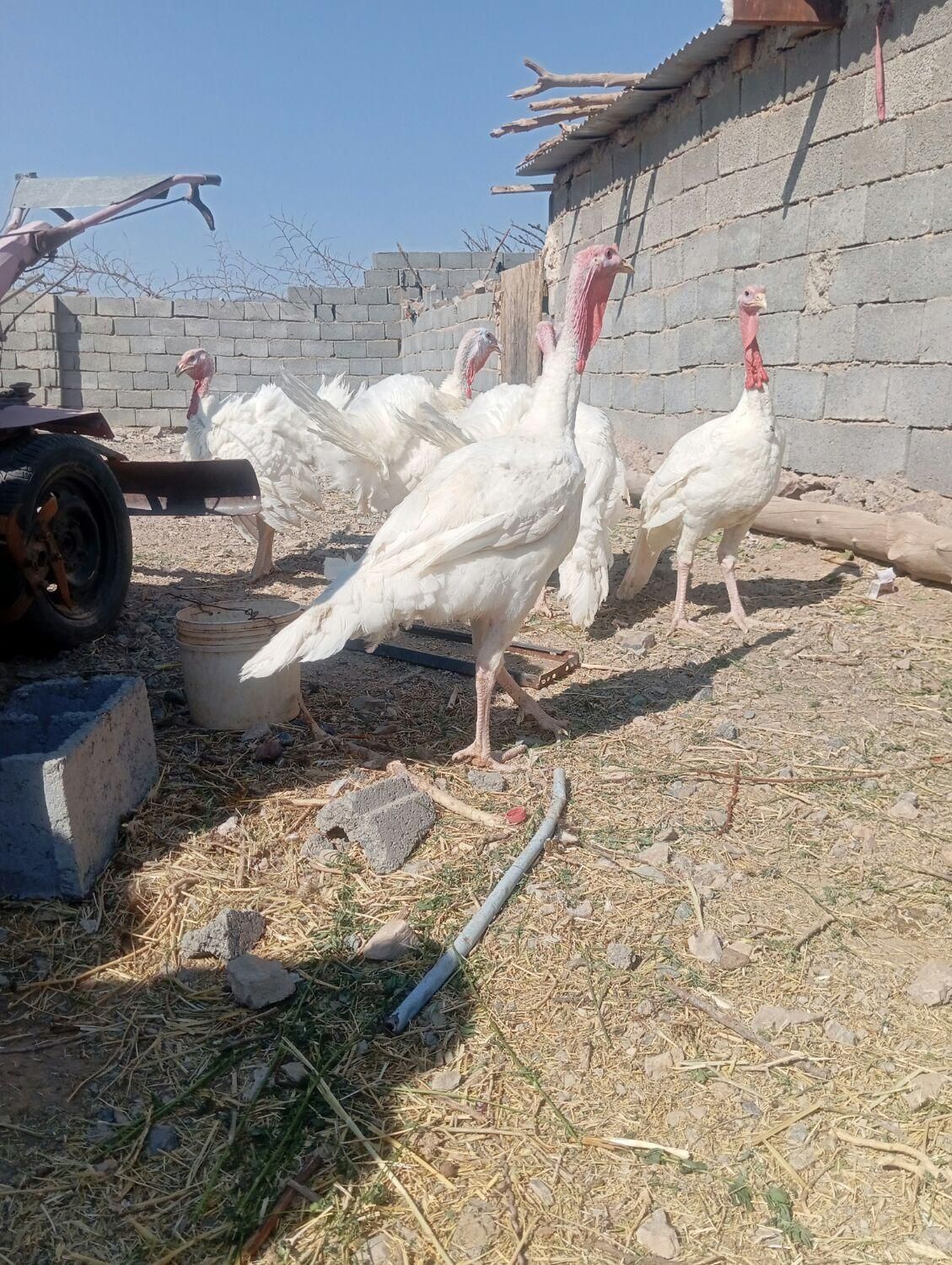 بوقلمون گوشتی زنده|حیوانات مزرعه|بیرجند, |دیوار