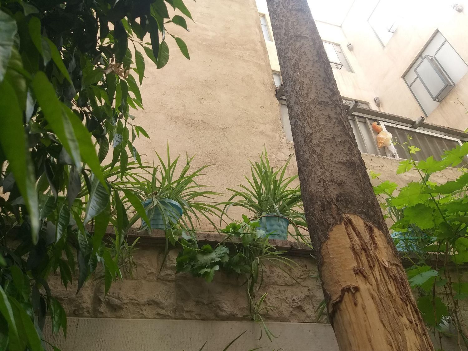 گیاه گندمی|گل و گیاه طبیعی|تهران, ائمه اطهار|دیوار