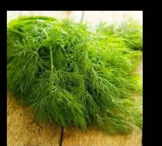شوید بومی کیلویی و دسته ای|خوردنی و آشامیدنی|اصفهان, راران|دیوار