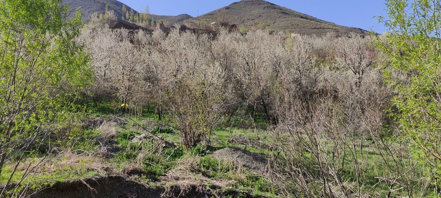 باغ گیلاس زشک 1500 متر|فروش زمین و ملک کلنگی|مشهد, راهنمایی|دیوار