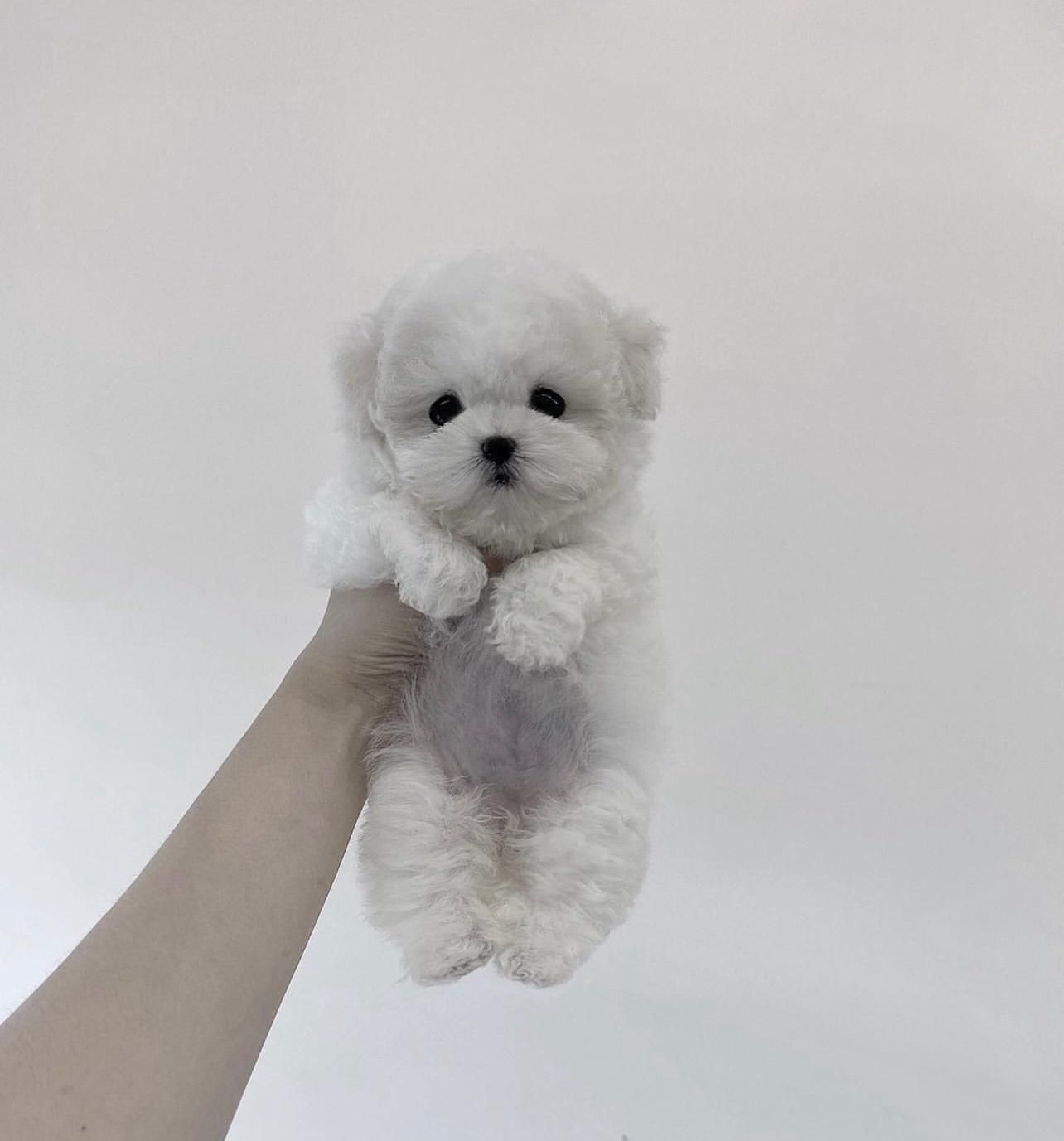 پودل کرمی و برفی تیکاپ|سگ|تهران, جمهوری|دیوار