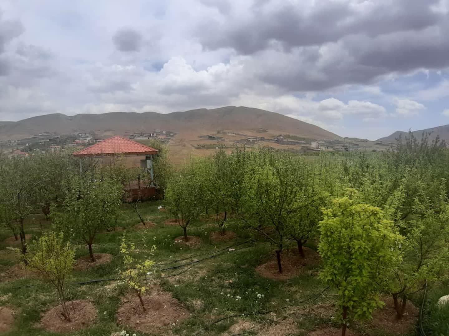 ۴۱۷مترباغ سیب با حق آب درختانبارده|فروش زمین و ملک کلنگی|آبسرد, |دیوار