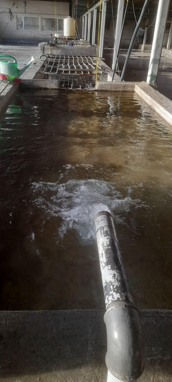 قالیشوی ملایری در پاکدشت‌وشریف اباد۳۶۱۶۰۵۳۰|خدمات نظافت|پاکدشت, پاکدشت (مامازند)|دیوار