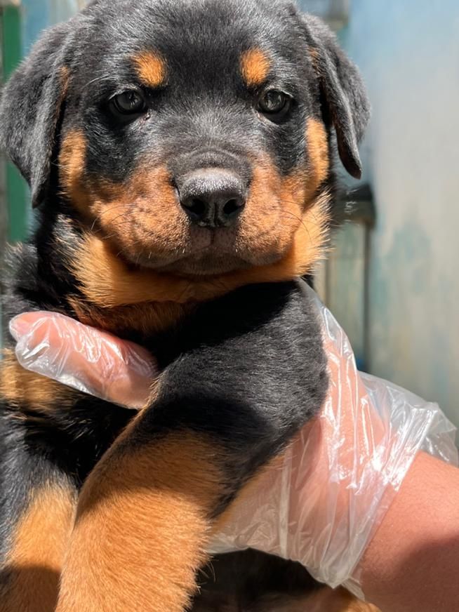 سگ روتوایلر تیپ حرفه ای پوزه مکعبی|سگ|تهران, جردن|دیوار