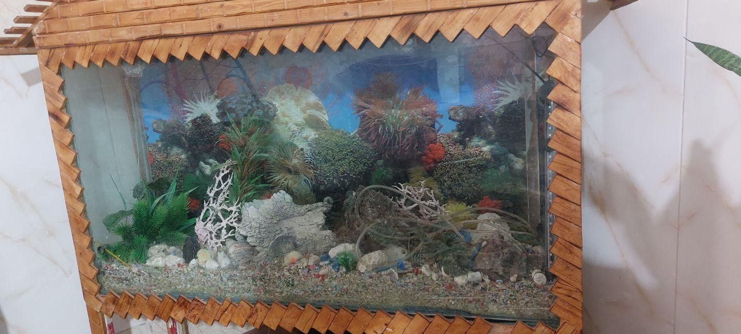 اکواریوم کلبه ای|ماهی|قم, نخودی|دیوار