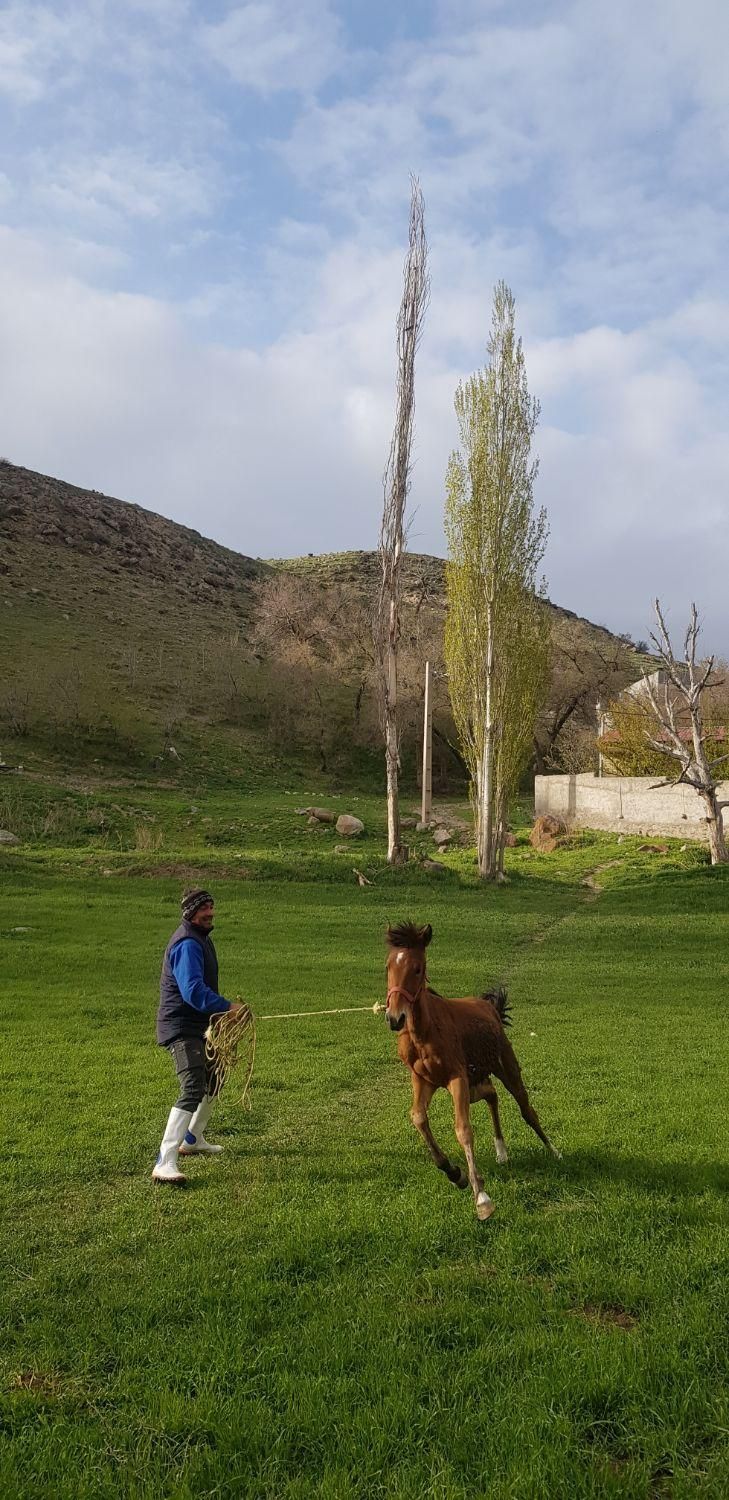 اسب|اسب و تجهیزات اسب‌سواری|اردبیل, |دیوار
