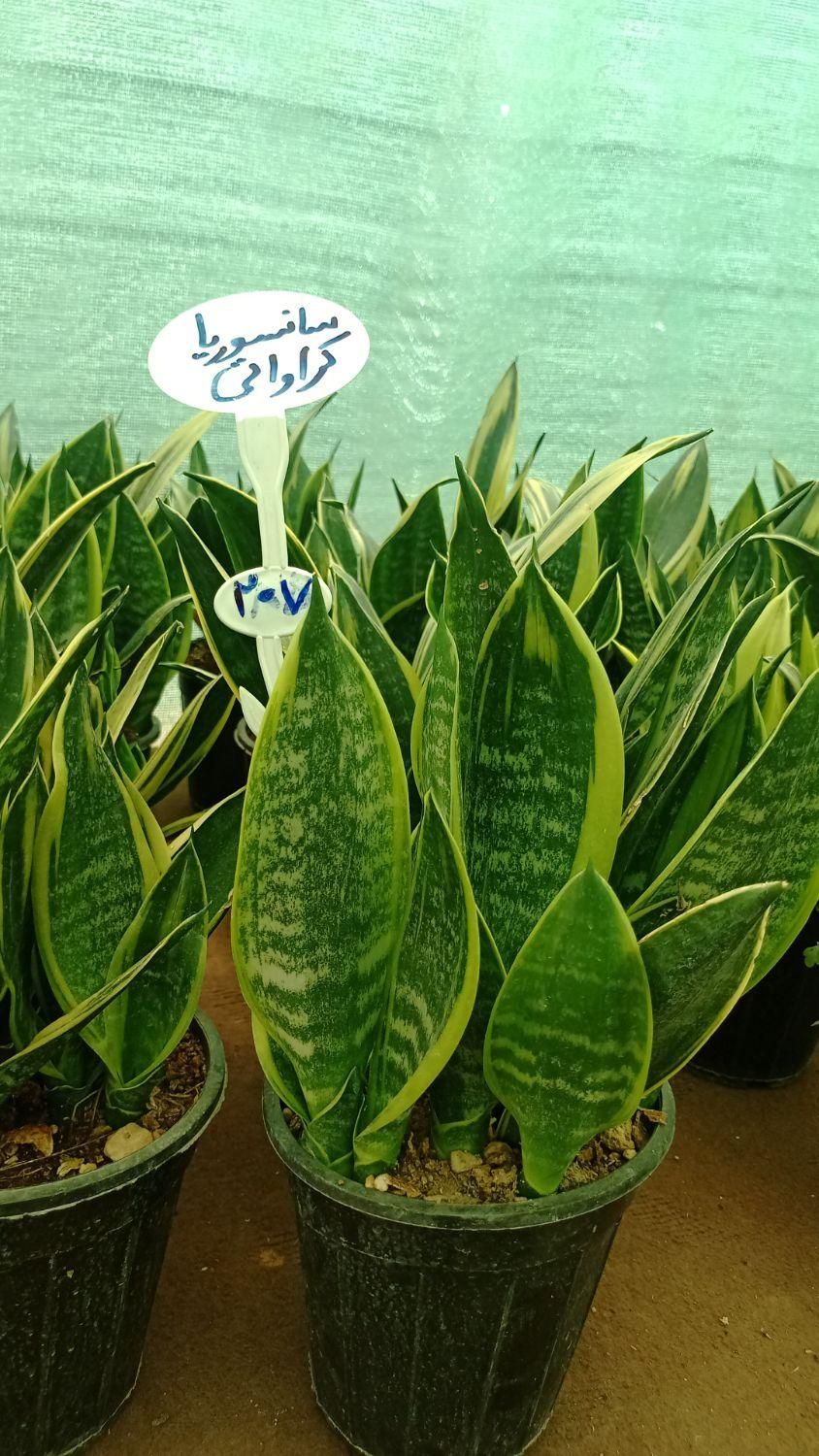 فروش گل سانسوریا|گل و گیاه طبیعی|شیراز, جوادیه|دیوار